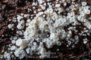 Champignon saprophyte du bois mort, ascomycète : Lachnum tenuissimum