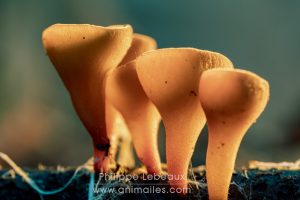 Jeunes champignons ascomycète, Geopyxix carbonaria
