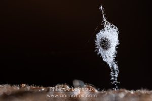 Myxomycète Comatricha nigra parasité par un autre champignon