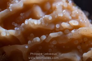 Champignon saprophyte du bois mort, genre Xylodon.