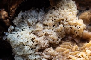 Champignon saprophyte du bois mort, genre Xylodon.