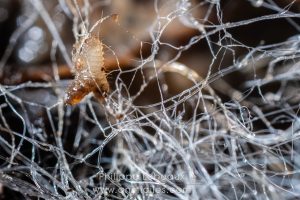 Larves d'arthropodes engluées dans des  sporocystophores et sporocystes de zygomycètes.