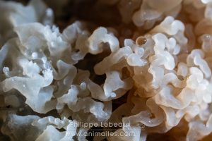 Champignon saprophyte du bois mort, genre Xylodon.
