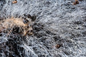 Champignon Zygomycètes sur cadavre de limace