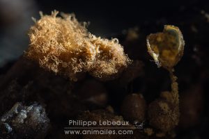 Plan rapproché sur des myxomycètes, Trichia  crateriformis