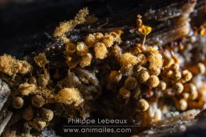 Plan rapproché sur des myxomycètes, Trichia  crateriformis