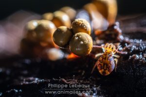 Collembole Dycirtomina ornata avec myxomycète Trichia crateriformis
