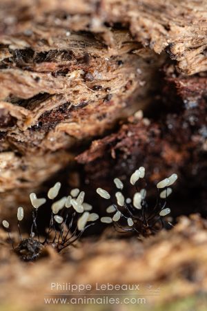 Fructifications de myxomycète, Comatricha nigra