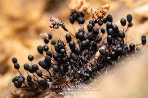 Fructifications de myxomycète, Comatricha nigra