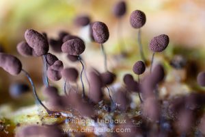 Fructifications de myxomycète, Comatricha nigra