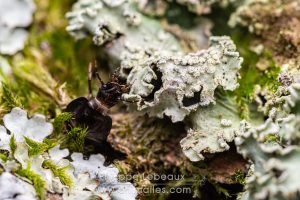 Larve de carabe se déplaçant sur une écorce recouverte de lichen.