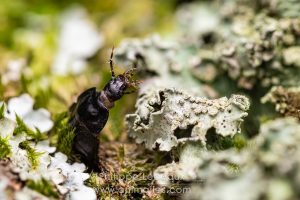 Larve de carabe se déplaçant sur une écorce recouverte de lichen.