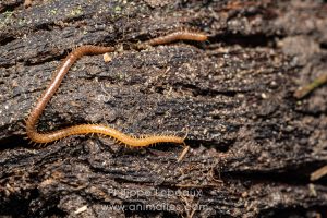 Mille-pattes prédateur, le géophile