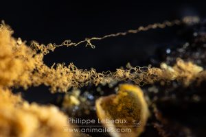 Plan rapproché sur des myxomycètes, Trichia  crateriformis