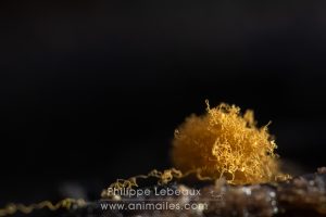 Plan rapproché sur des myxomycètes, Trichia  crateriformis
