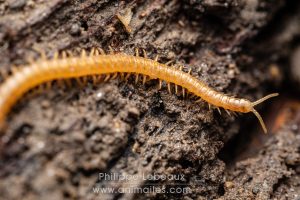 Mille-pattes prédateur, le géophile