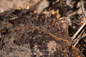 Mille-pattes prédateur, le géophile