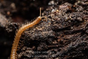 Mille-pattes prédateur, le géophile