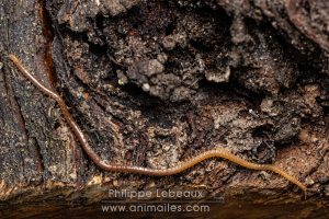 Mille-pattes prédateur, le géophile
