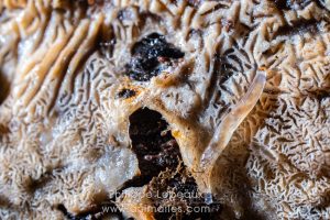 Larve de diptère sur champignon saprophyte