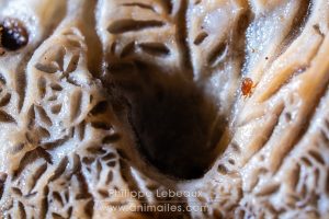 Jeune acarien Nothrus sylvestris sur champignon