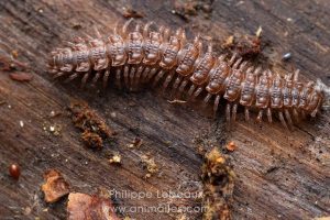 Mille-pattes Polydesmus angustus avec acariens