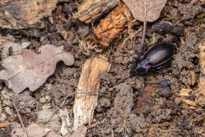 Carabe des bois dans la litière forestière