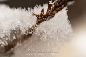 Moisissures sur bois mort