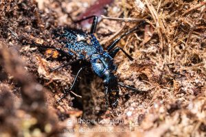 Le carabe embrouillé - Carabus intricatus