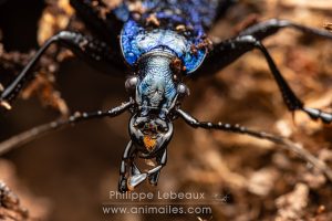 Le carabe embrouillé - Carabus intricatus