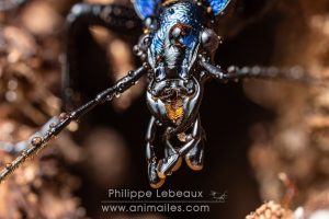 Le carabe embrouillé - Carabus intricatus