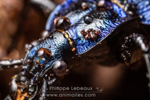 Le carabe embrouillé - Carabus intricatus