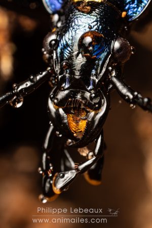 Le carabe embrouillé - Carabus intricatus