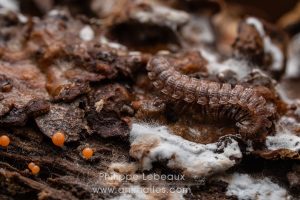 Mille-pattes Polydesmus angustus avec myxomycètes