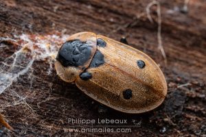 Coléoptère Xylodrepa quadripunctata