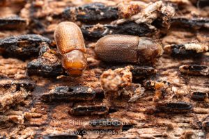 Coéoptère xylophage dans bois mort