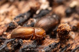Coéoptère xylophage dans bois mort