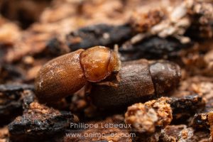 Coéoptère xylophage dans bois mort
