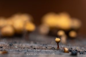 Fructifications de myxomycète, Trichia decipiens