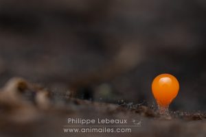 Fructifications de myxomycète, Trichia decipiens