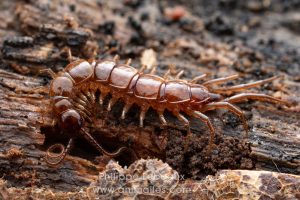 La Lithobie à pinces est un mille-pattes prédateur