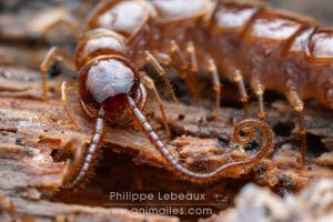 La Lithobie à pinces est un mille-pattes prédateur