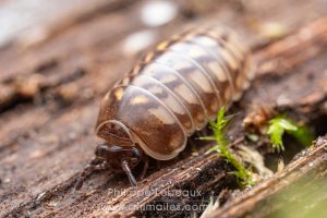 Mille-pattes Glomeris marginata
