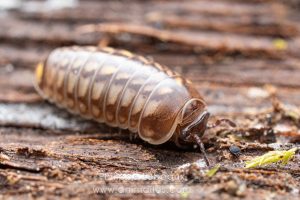Mille-pattes Glomeris marginata