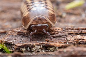 Mille-pattes Glomeris marginata