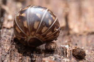 Mille-pattes Glomeris marginata