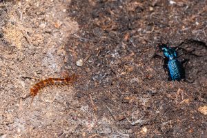 La Lithobie à pinces et carabe embrouillé
