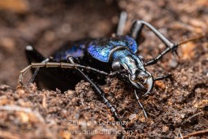 Le carabe embrouillé - Carabus intricatus