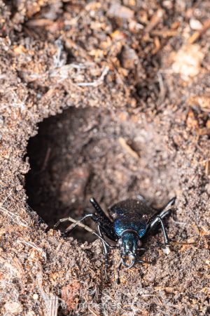 Le carabe embrouillé - Carabus intricatus