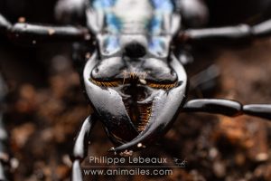 Le carabe embrouillé - Carabus intricatus